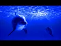 Download Lagu Relaxing Sleeping Music | Soothing Meditation Music | Stress Relieving \u0026 Calming Music 💎