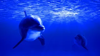 Relaxing Sleeping Music Soothing Meditation Music Stress Relieving Calming Music