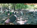 Download Lagu te veel losse vogels hier, punten blijven doorgaan totdat je ze geen pauze geeft (vogelval)