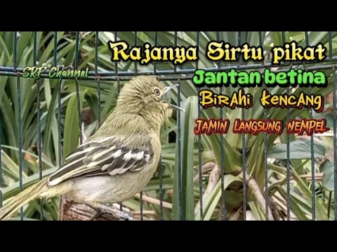 Download MP3 Suara Sirtu betina jantan birahi kenceng100% efektif buat pikat#sirtugacor @srfchannel3881