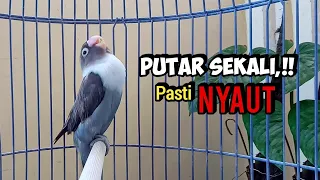 suara lovebird ngekek panjang ini paling cepat bikin bunyi putar sekali nyautnya gak cukup sekali