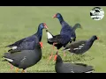 Suara pikat burung Mandar Biru campur Mandar Batu top