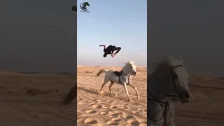 الخيل من خيالها تبارك الرحمن  الخيل من خيالها تبارك الرحمن