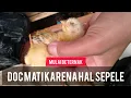 Download Lagu SAYA KEHILANGAN DOC KARENA HAL SEPELE - JANGAN ULANGI KESALAHAN INI! #mulaibeternak