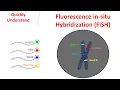 Fluorescence in-situ hybridization FISH