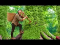 Download Lagu Harvesting 3000+ wild forest green plums \u0026 sell them at the market, taking care of farm animals