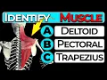 Human Anatomy Quiz Test Your Knowledge Muscle Groups
