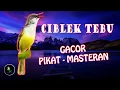 Download Lagu Masteran Ciblek Tebu Gacor, Pancingan Ciblek Ampuh