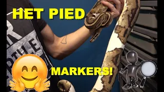 Het Pied Makers In ball Pythons Explained