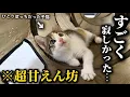 Download Lagu 緊急保護した子猫が甘えん坊すぎる事が判明しました