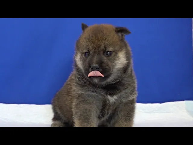 動画