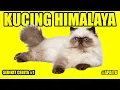 Download Lagu APA ITU KUCING HIMALAYA ?