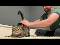 Spanking the cat