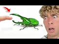 DEADLIEST Insects vs Finger