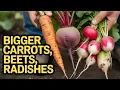 Root Veggie Secrets How to Grow Bigger Carrots Beets Radishes