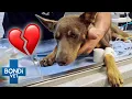 Puppy s Life Hanging by a Thread After Devastating Bike Accident S10 Ep 6 Bondi Vet