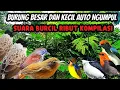Download Lagu SUARA PIKAT BURUNG BESAR DAN KECIL‼️auoto  ngumpul langsung anti zonk