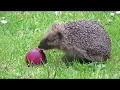 Hedgehog eating fruit in colour