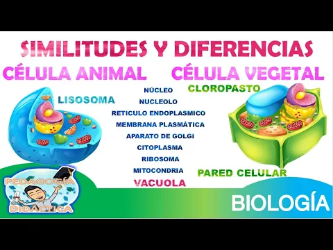 Download MP3 DIFERENCIAS Y SIMILITUDES ENTRE LA CELULA  VEGETAL Y ANIMAL