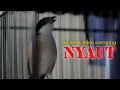 Download Lagu 🔴 CENDET GACOR 95 DETIK BIKIN SAMPING NYAUT || MASTERAN BURUNG #birds