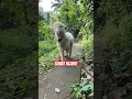 Download Lagu kambing lucu embek lucu domba lucu #goat #animals #funny #cute #pets #domba #kambing #funnyanimals
