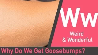 why we get goosebumps the quick and the curious