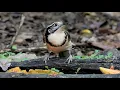 Download Lagu Burung Laughingthrush Berkalung Besar di Thailand ~ Maret 2025