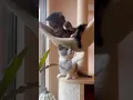 Download Lagu Mijn oom een beetje etteren 😹🙀#shorts #short #cat #cats #britishshorthair #funny #fun #funnycats