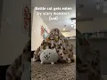 Battle cat gets eaten by scary monster