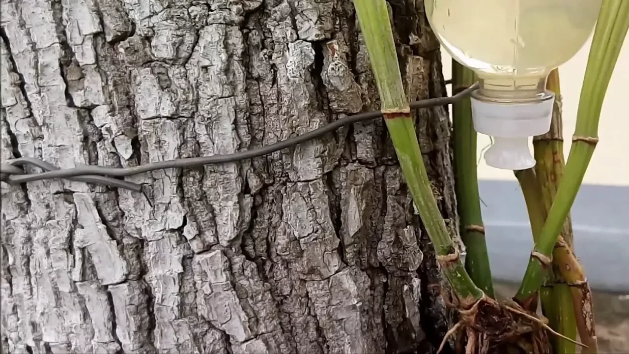 DICAS DE COMO PLANTAR ORQUÍDEA EM ÁRVORES UMA FORMA DE AUTOIRRIGAR