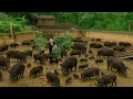 Download Lagu Turning a fish pond into a pig playground – A plan no one expected!