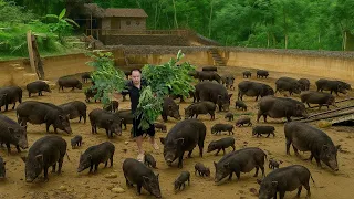 Turning a fish pond into a pig playground – A plan no one expected!