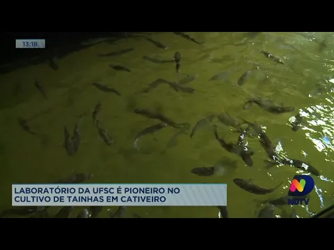 Laboratório da UFSC é pioneiro no cultivo de tainhas em cativeiro