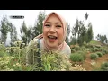 Download Lagu Halal Living - Keindahan dan Keabadian Bunga Edelweiss di Taman Edelweiss Wonokitri