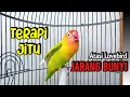Lagu Lovebird Gacor Ngekek Panjang TERAPI JITU Atasi Lovebird Macet Jarang Bunyi, Diputar Langsung NYAUT