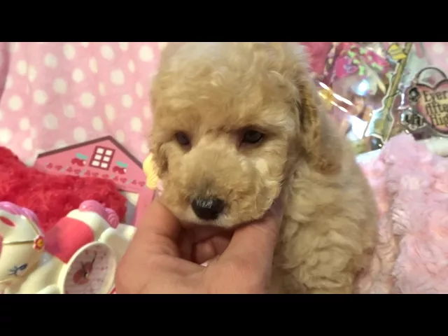 動画