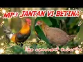Download Lagu mp3 ayam hutan merah(bakikuk )vs betina cocok buat nyanggong/pikat