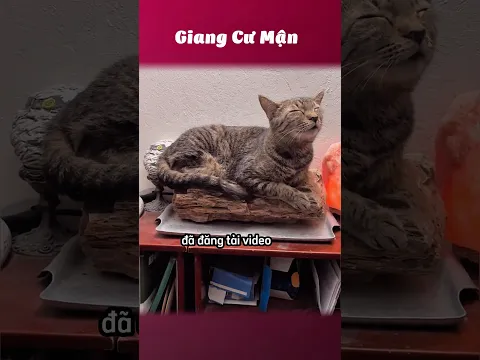 Này là gỗ xà cừ ạ 🪵 #giangcuman