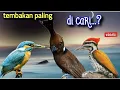 Download Lagu TEMBAKAN PALING DI CARI OLEH KICAU MANIA || cililin vs pelatuk vs tengkek udang 5jam