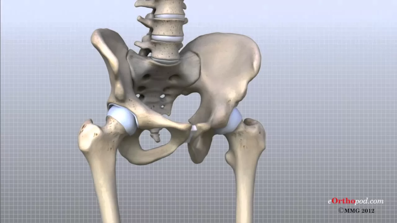 Hip Anatomy Animated Tutorial