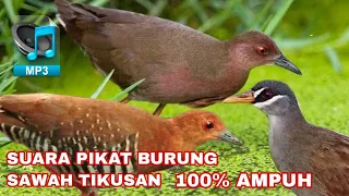 Download SUARA PIKAT BURUNG SAWAH TIKUSAN,, DI JAMIN DATANG 100% AMPUH MP3