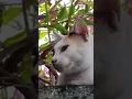 Download Lagu Alleycat. #shorts #alleycats  #cat #cats