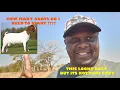 Download Lagu How Many Goats to Start a Goat Project in 2024