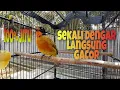 Download Lagu PAGI hari... gak pake lama|pancing KUTILANG emas GACOR ini ampuh bikin kutilang emas Loyo AUTO NYAUT