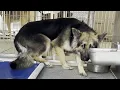 Lagu Terrified dog's heartwarming response to love