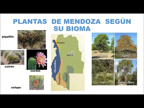 Download MP3 Mi películaADAPTACIONES DE LAS  PLANTAS  A LOS AMBIENTE DE LA PROVINCIA DE MENDOZA