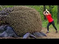Download Lagu Harvesting 1000+ Giant BeeHive Yam \u0026 Go to Market Sell | Big Python is running away | Lý Thị Hằng