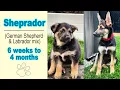 German Shepherd Labrador mix Sheprador 6 weeks to 4 months