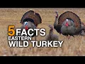 5 FACTS Wild Turkey True Facts