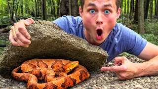 Would You Enter a Venomous Snake-Infested Forest?
